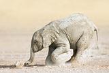 Baby elephants play