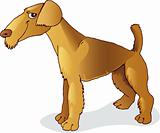 Airedale terrier dog