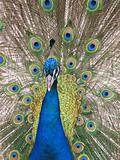 Peacock Plume