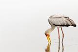 Yellowbilled stork