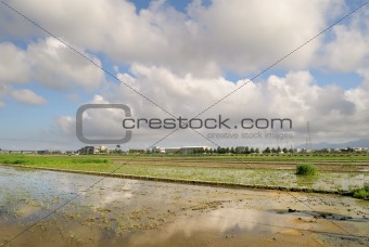 Rural scenery 