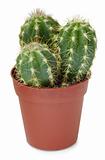Cacti in small pot on white background