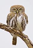 Pearlspotted Owl