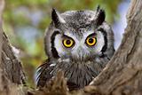 Whitefaced Owl
