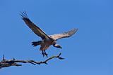 Whitebacked Vulture