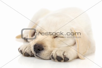 Puppy sleeping on paws