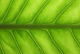 Close-up leaf