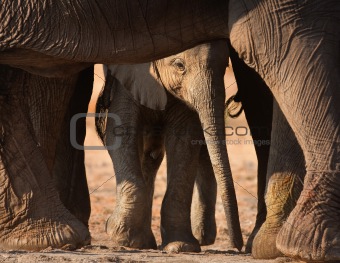 Elephant calf 
