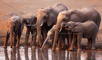 Elephants drinking