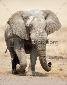 Elephant portrait