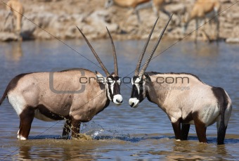 Two Gemsbok standing in water