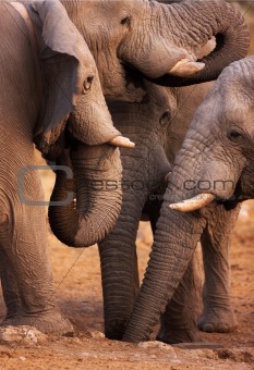 Elephants drink