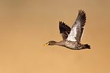 Yellow-billed duck in flight