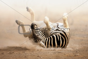 Zebra rolling