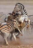 Zebras fighting