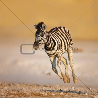 Baby zebra running