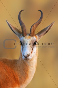 Springbok  portrait