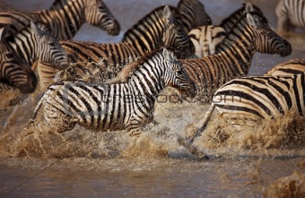 zebra's running through water