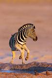 Zebras jump from waterhole