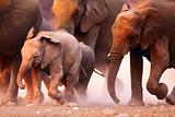 Elephants herd running
