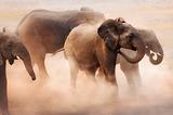 Elephants in dust