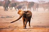 Elephant mock charging