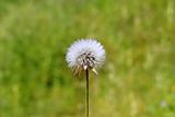 dandelion white flower to blow and make a wish