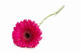 Red gerbera isolated on the white