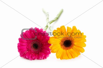 Two gerbera flowers isolated on the white