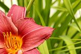 Flower lily background