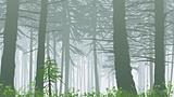 inspiring misty rainforest scene on mount maxwell