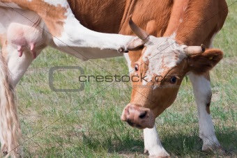 Cow scratching ear