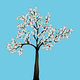 Cherry tree isolated over blue sky