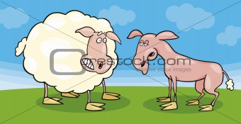 Frightened sheep and shaved one