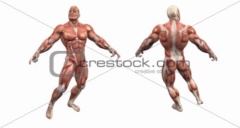 male muscular system