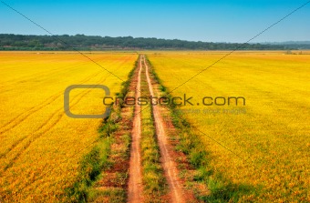 beautiful yellow fields with a blue sky