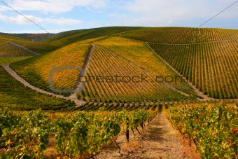 Beautiful Vineyard Landscape
