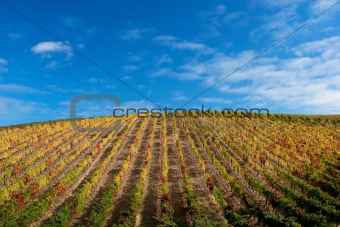 Beautiful Vineyard Landscape with a blue sky