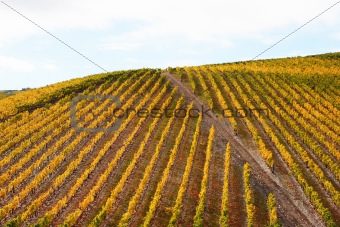Beautiful Vineyard Landscape
