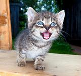 little kitten with blue eyes sitting on a chair in the garden hissing
