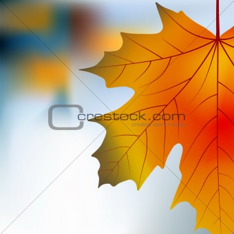 Red yellow maple autumnal background