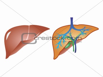 liver and gall anaromy vector