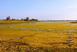 Salt marsh covered with water plants (II)