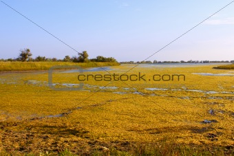 Salt marsh covered with water plants (II)