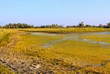 Salt marsh covered with water plants (III)