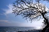 Dry tree above the sea