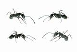 ant side view set