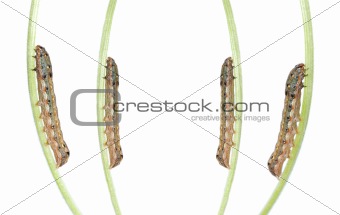 insect caterpillar