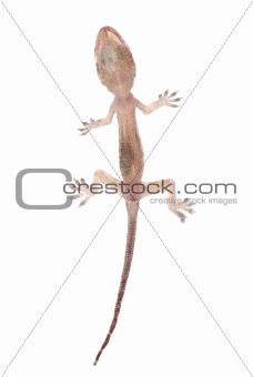 gecko babe isolated