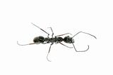 insect ant macro isolated 